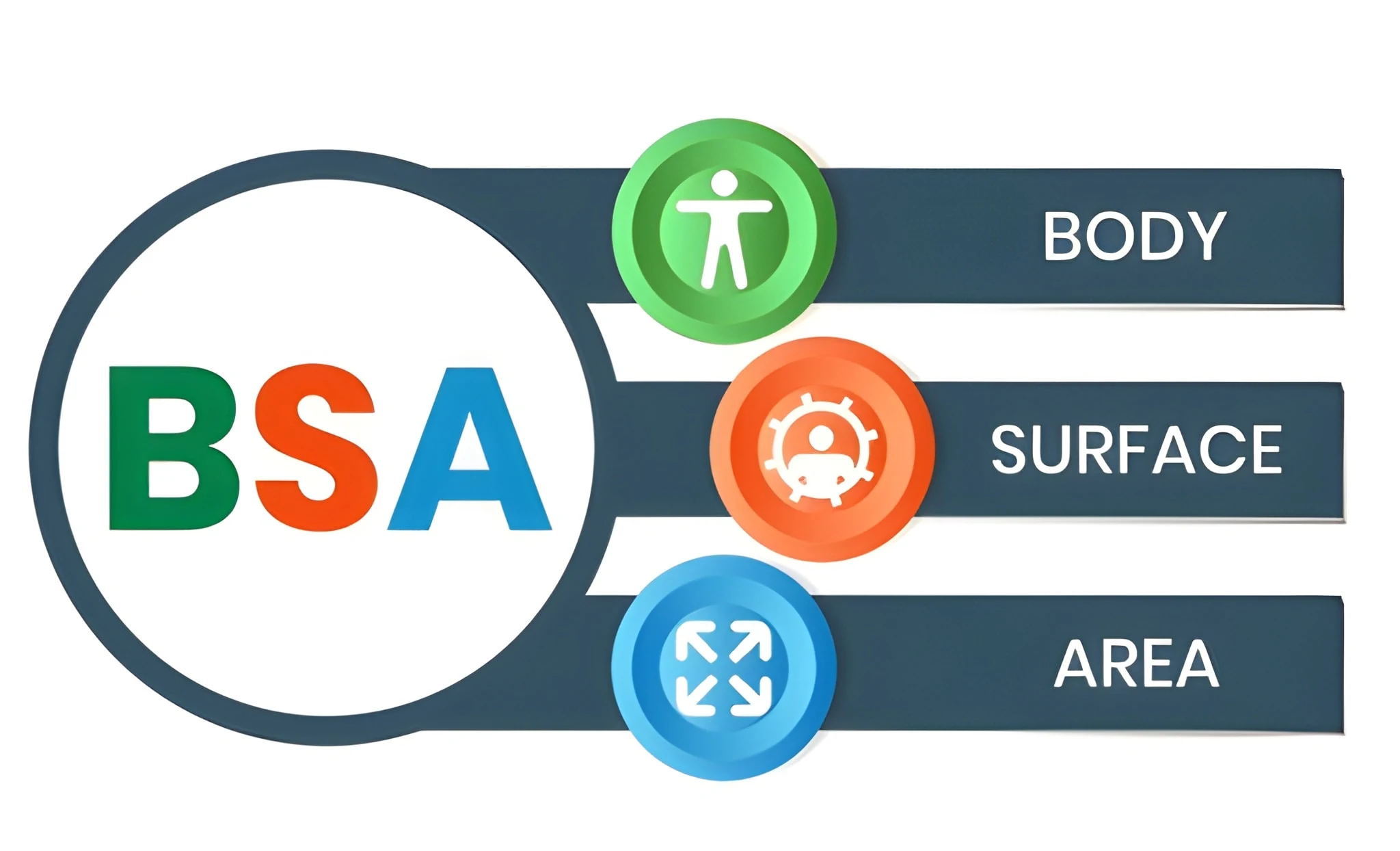 Body Surface Area Calculator